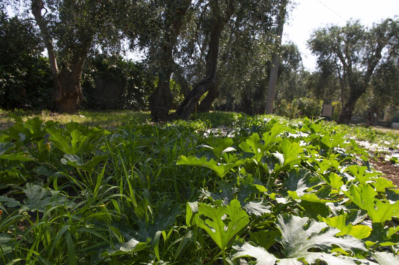 Tenuta Santa Maria Mattinata Εξωτερικό φωτογραφία